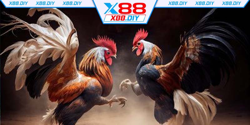 bi-quyet-phan-tich-keo-da-ga-x88-tu-cao-thu-day-dan